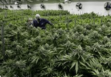 Is Marijuana Legal in Virginia