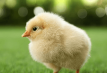 Baby:4ejkik28m7u= Chicken