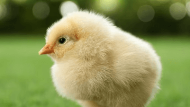Baby:4ejkik28m7u= Chicken