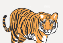 Clipart:Jmjk9np8ik4= Tiger