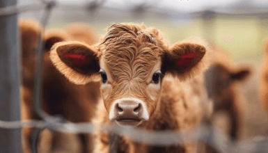 Baby:Tug3anmwsk0= Cow