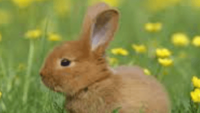 Cute:G20bacyjnym= Bunny