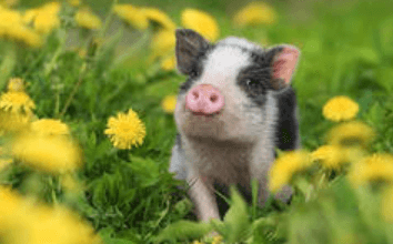 Cute:Pamwaummhqs= Pig