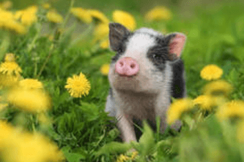 Cute:Pamwaummhqs= Pig