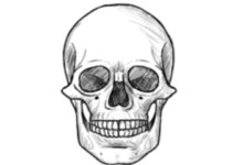 Drawing:Oldj_7nsvxk= Skulls