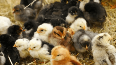 Baby:4ejkik28m7u= Chickens