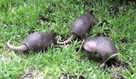 Baby:Heyrgihc5z4= Armadillo