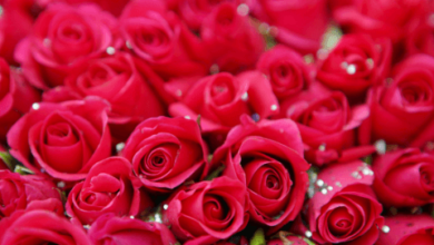 Beautiful:Nnjs5v__D8a= Flower