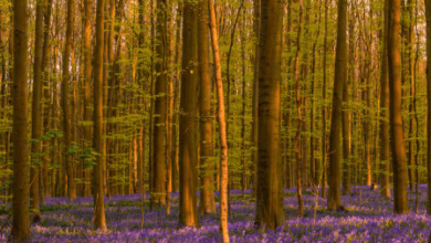 Beautiful:Zl8uonmb4vs= Woods