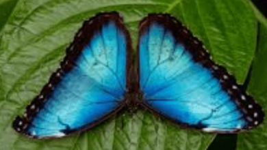 Blue:H-Ak2r9tiiq= Butterfly