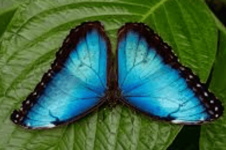 Blue:H-Ak2r9tiiq= Butterfly