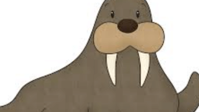 Clipart:Xxcqbtjuuj0= Walrus
