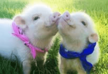 Cute:Jmb_Ljazido= Piglet