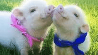 Cute:Jmb_Ljazido= Piglet