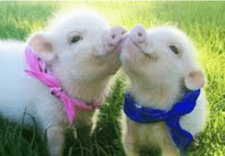 Cute:Jmb_Ljazido= Piglet