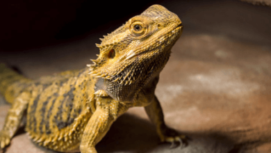 Dragon:Sfoqwfjv0ru= Lizard