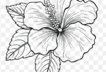 Drawing:Bclxr4vqzz0= Hibiscus