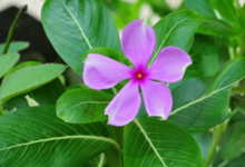 Flower:A6bhb8cofyy= Periwinkle