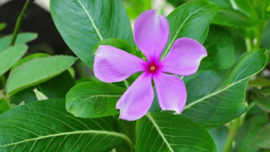 Flower:A6bhb8cofyy= Periwinkle