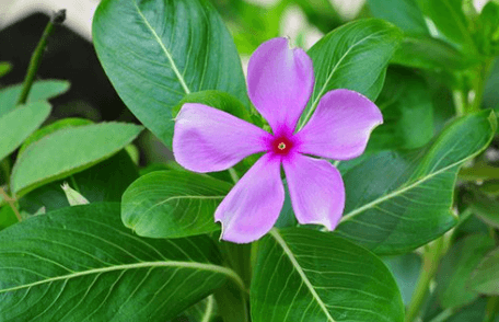 Flower:A6bhb8cofyy= Periwinkle