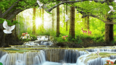 Nature:Cjuqp58spys= Wallpaper