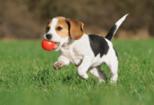 Puppy:1chd8mtfua4= Beagle