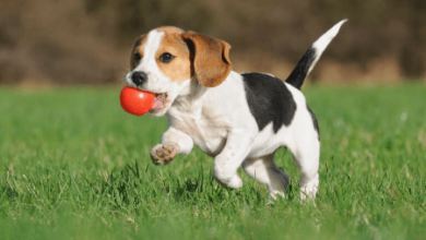 Puppy:1chd8mtfua4= Beagle
