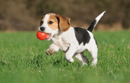 Puppy:1chd8mtfua4= Beagle