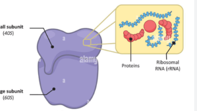 Simple:Fgisqyf34wy= Ribosomes