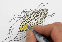 Drawing:Oonij0pwk0w= Corn