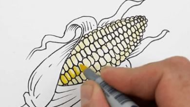 Drawing:Oonij0pwk0w= Corn