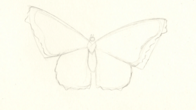 Drawing:Q5pbirjjkfa= Butterfly