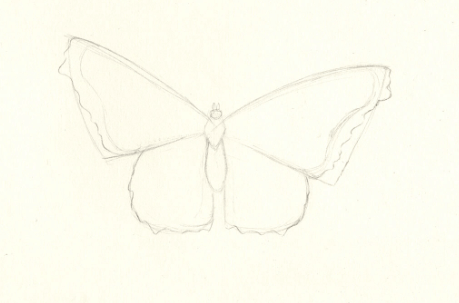 Drawing:Q5pbirjjkfa= Butterfly