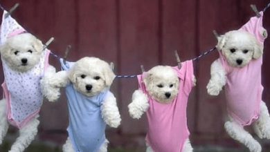 Baby:91jr2ozelcq= Pupy