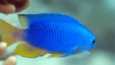 Ocean:_R-Pnrohkyq= Fish