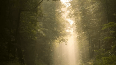 Nature:Cjuqp58spys= Background