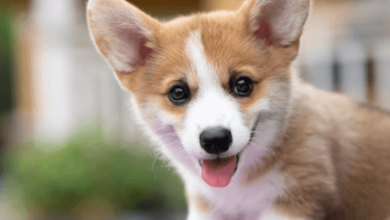 Puppy:Iuuiiqqqwao= Dog