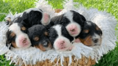 Puppy:Ihhz1j0nkcy= Bernedoodle