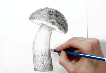 Drawing:Plcxcsjeqpq= Mushroom