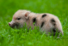Cute:Jmb_Ljazido= Pigs