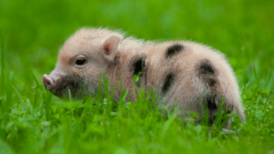 Cute:Jmb_Ljazido= Pigs