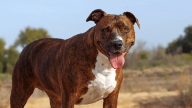 Pitbull:Csqjqewsjog= Dogs