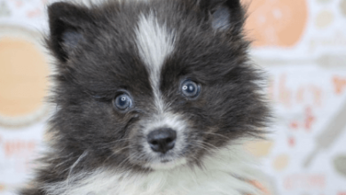 Blue:Dvaxjwqez4m= Pomeranian