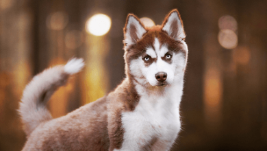 Puppy:Iuuiiqqqwao= Dogs