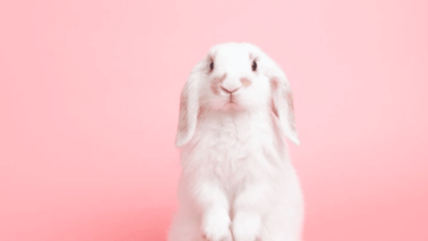 Cute:G20bacyjnym= Rabbit