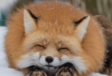 Cute:Vckxjxf4zh0= Foxes