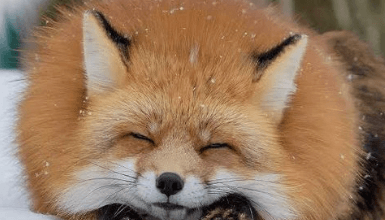 Cute:Vckxjxf4zh0= Foxes