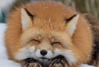 Cute:Vckxjxf4zh0= Foxes