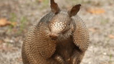 Drawing:Pjyguv9kioe= Armadillo