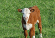 Baby:Tug3anmwsk0= Cows